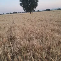 فروش بذرگندم اوکراینی|خدمات باغبانی و درختکاری|رودبار (کرمان), |دیوار