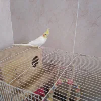 عروس هلندی نر