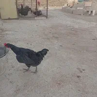 مرغ  سیاه