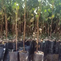 فروش نهال پسته|خدمات باغبانی و درختکاری|قم, هنرستان|دیوار