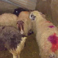 عقیقه پونک صادقیه گوسفند جنت آبادزنده ستار خان