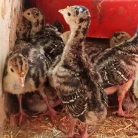 جوجه بوقلمون برنز سینه پهن