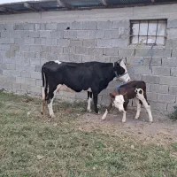 گاو و و گوساله سیمینتال عروسک|حیوانات مزرعه|ماسال, |دیوار