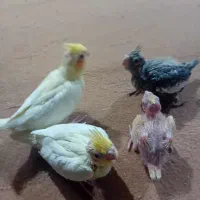 جوجه عروس هلندی|پرنده|مسجد سلیمان, |دیوار