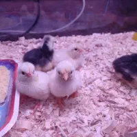 جوجه برهما لایت، لهستانی، گلین