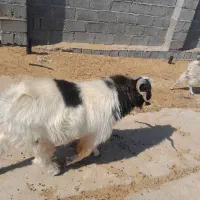 نری فروشی|حیوانات مزرعه|فین, |دیوار