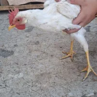 جوجه ماشینی مرغ خروس