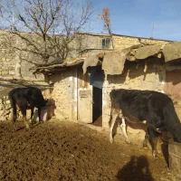 دوعدد گاو یکی شیری و یکی دیگه هم هفت ماه ابستن