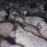 گوسفند با ماشین مدل بالا و تراکتور مدل ۹۶به بالا|حیوانات مزرعه|سپیدان, |دیوار