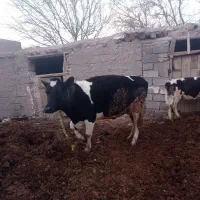 گاو هلشتاین