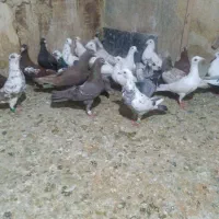 دسته کفتری ۲۵تای