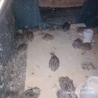 فروش پرنده