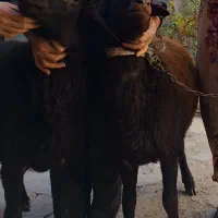 فروش گوسفند خانگی ارگانیک