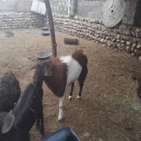 فروش نری برا کشتار وگله