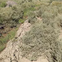 چقندر تنی 8م