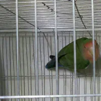 طوطی|پرنده|قزوین, |دیوار