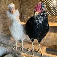 ۴ عدد خروس گلین