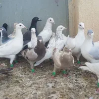 کبوتر پرنده