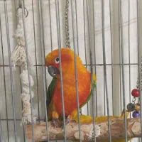 طوطی خورشیدی