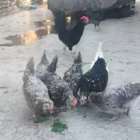 تخم مرغ نطفه دار گلین|حیوانات مزرعه|چهارباغ, |دیوار