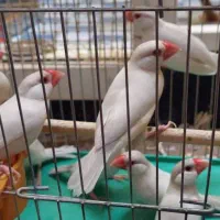 فنچ کرم لایت|پرنده|شیراز, ده پیاله|دیوار