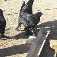 خروس مرندی|حیوانات مزرعه|ماهدشت, |دیوار