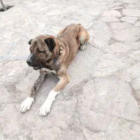 سگ افغان|سگ|مشهد, خلق آباد سفلی|دیوار