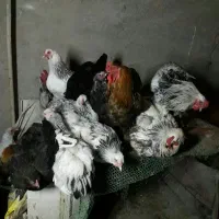 مرغ وخروس وتخم مرغ برهما|حیوانات مزرعه|پاکدشت, پاکدشت (مامازند)|دیوار