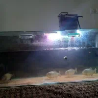 آکواریوم ماهی