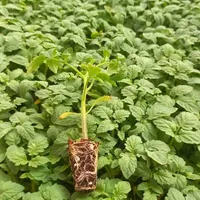 انواع نشاء گلخانه ای و فضای باز