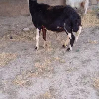 گوسفند