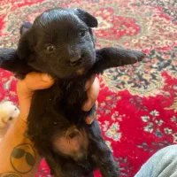 سگ شیتزو|سگ|یزد, |دیوار