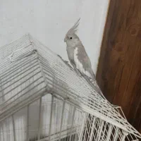 گمشده عروس هلندی|پرنده|رباط‌کریم, رباط‌کریم|دیوار