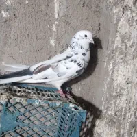 کبوتر|پرنده|سنگدوین, |دیوار