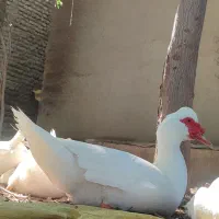 اردک روسی و اسرائیلی اصل