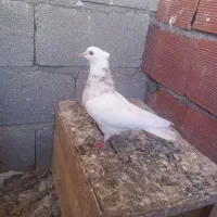 سرورکلفه مایا