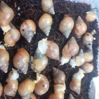 حلزون انواع سایز