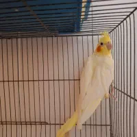 عروس هلندی ماده