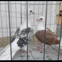 کبوتر نر وماده دوکت المانی|پرنده|بروجرد, |دیوار