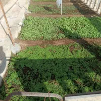 باغبان وخدمات باغبانی بشرط کار خوب وتمیر درخرمشهر