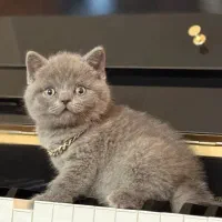 جفت گیری|گربه|رودهن, |دیوار