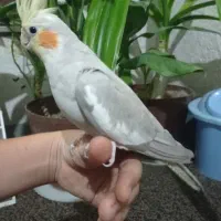 عروس هلندی ماده