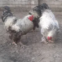 خروس برهما اصیل