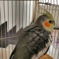 یک جفت عروس هلندی یا قفس