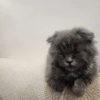 اسکاتیش بلو