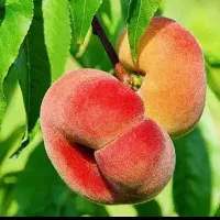 فروش نهالهای میوه|حراج|گنبد کاووس, |دیوار