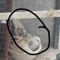کفتر یا کبوتر