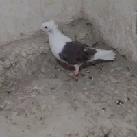 کفتر رنگی خوشگل