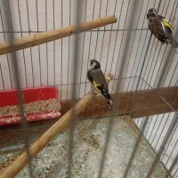 سهره ماده|پرنده|اصفهان, عطار نیشابوری|دیوار