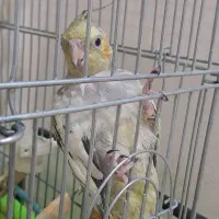 عروس هلندی۳ ماهه کینگ سایز مرواریدی فوری فروشی|پرنده|تهران, ائمه اطهار|دیوار